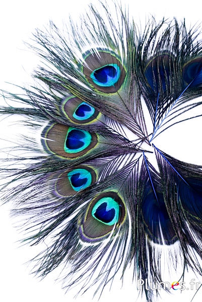 Paon bleu - 13-18 cm - bleu nuit